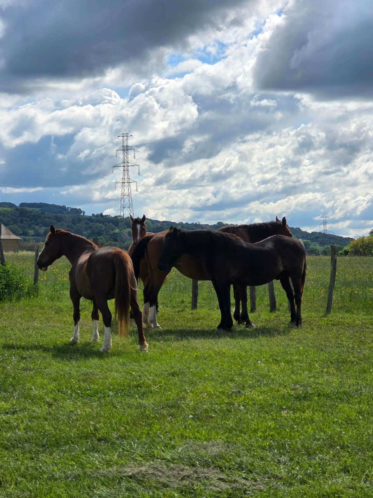 Chevaux au pré